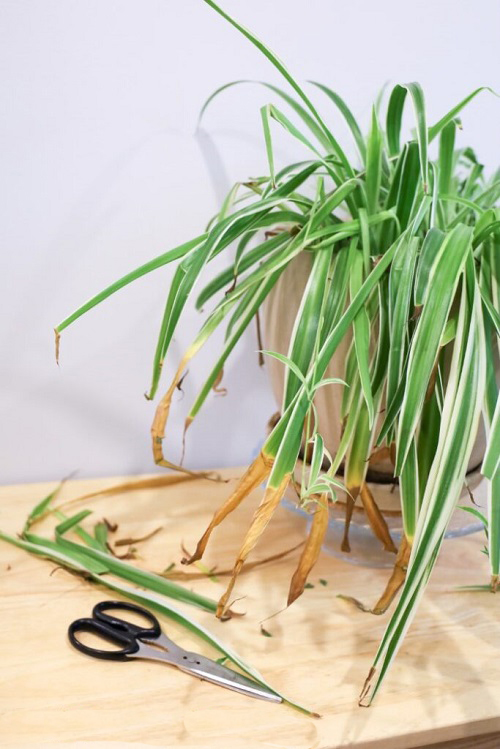 Spider Plant Brown Tips