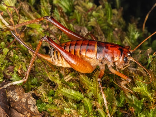 What Does It Mean When a Cricket Lands on You 3