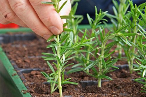 Indoor Herbs to Grow from Cuttings 3