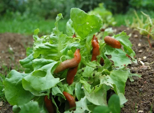 How to Prevent Slugs and Snails in the Garden