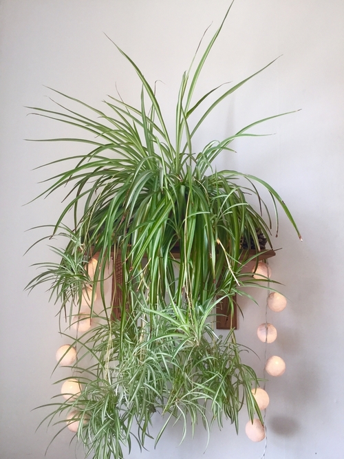 Spider Plant Wall Decor 1