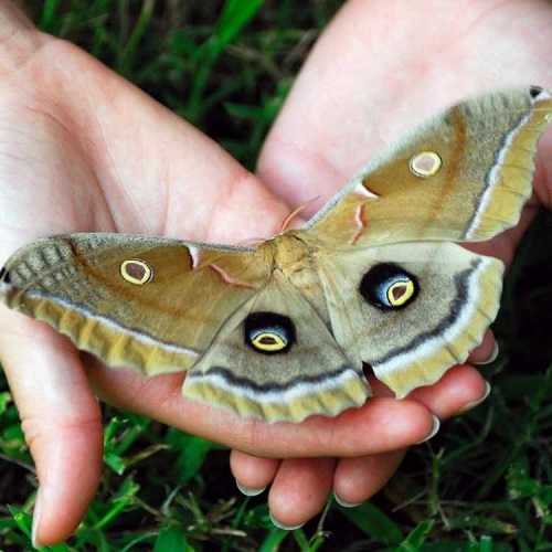 What Does it Mean When a Moth Lands on You 2