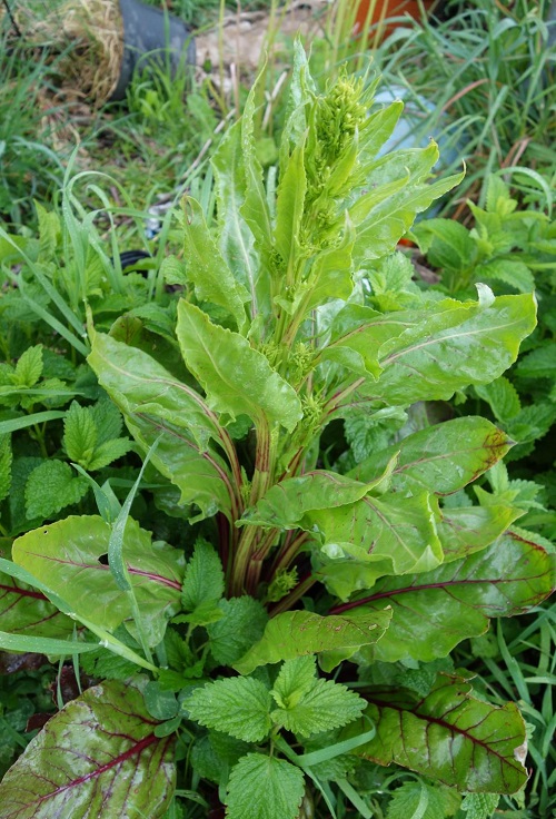 Vegetables that Start with 'B' 11