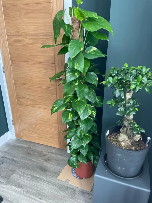 Growing Pothos as a Tree 3