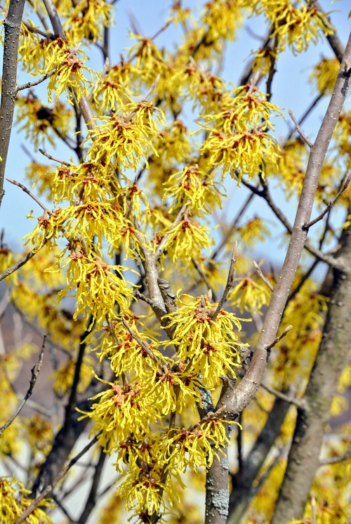 Flowers that Bloom in Late Fall and Winter 11