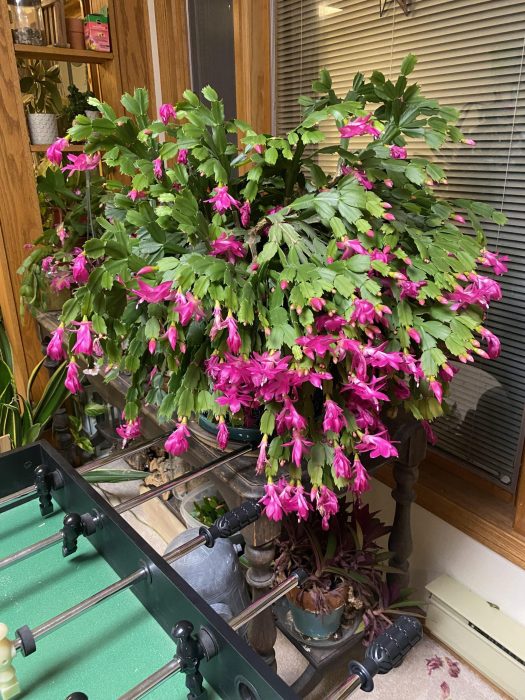 Thanksgiving Cactus Growing Tips