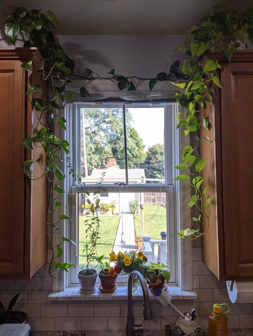 Ways to Grow Pothos in the Kitchen 1