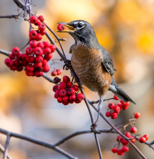 What Does it Mean When You See a Red Robin