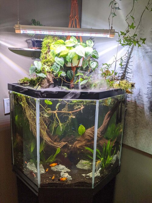 Pothos in Aquarium 1