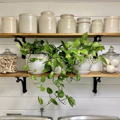 Ways to Grow Pothos in the Kitchen 11