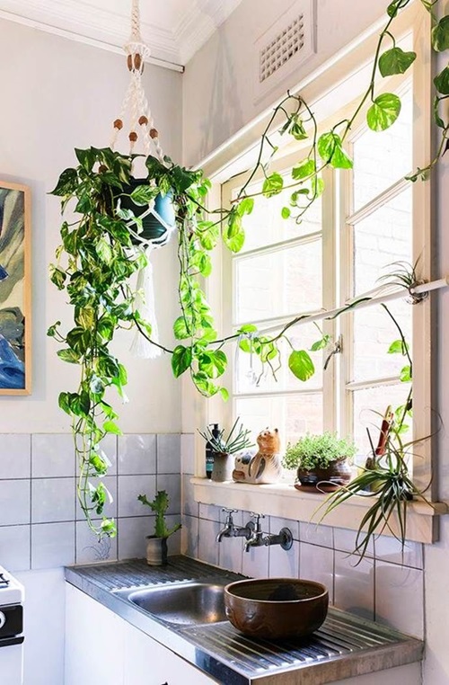 Ways to Grow Pothos in the Kitchen 2