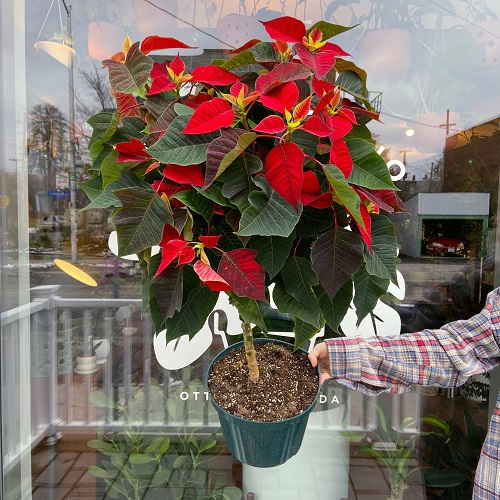 winter poinsettia 4