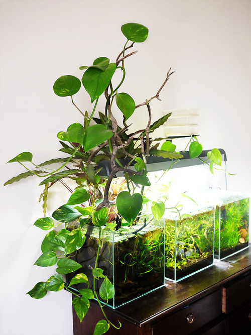 Pothos in Aquarium 3