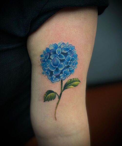 Hydrangea Tatto 35