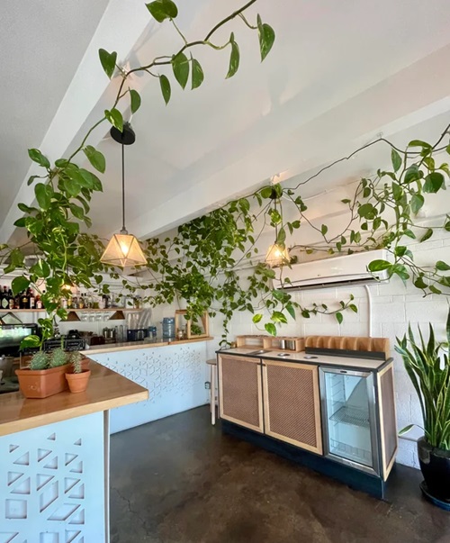 Ways to Grow Pothos in the Kitchen 5