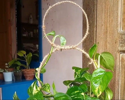 DIY Pothos Wreath 9