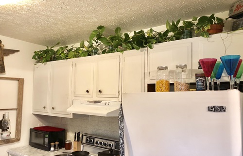 Ways to Grow Pothos in the Kitchen 7