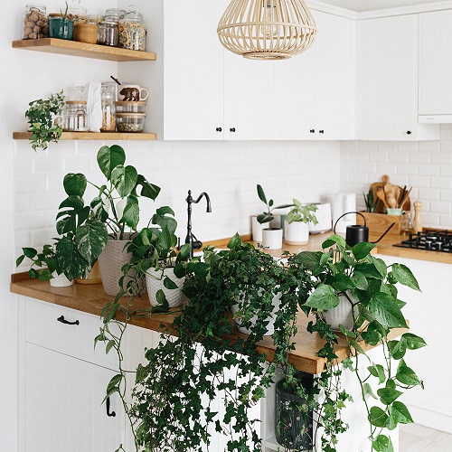 Indoor Vines that Give Jungle Vibes 9