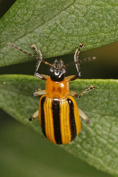 Yellow Bugs on Plants 11