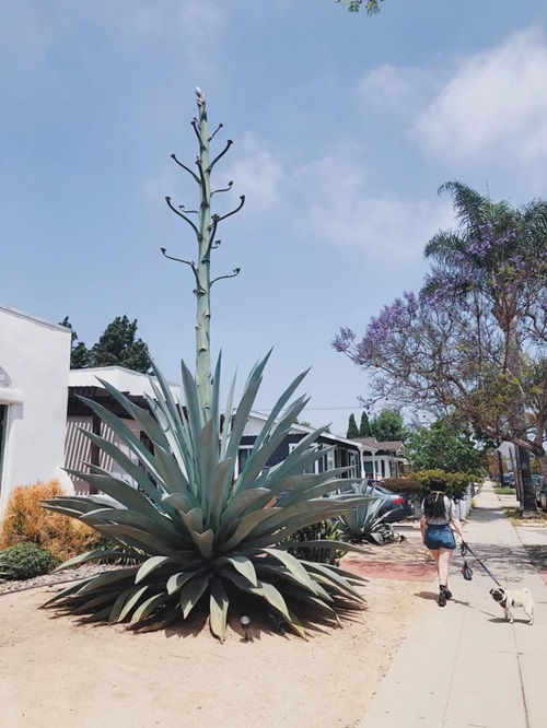 Types of Blue Agave Plants 3