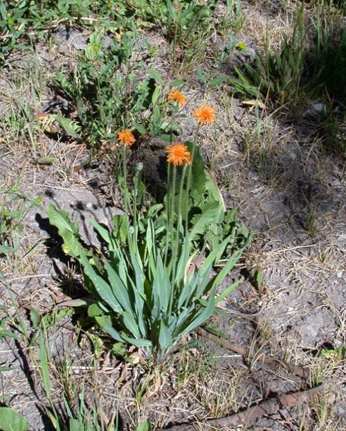 Orange Wildflowers 15