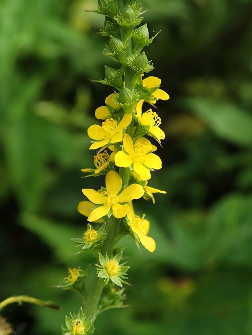 Yellow Flowers With Five Petals 7