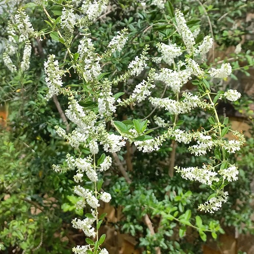 Tropical Evergreen Shrubs of the Verbena Family 9