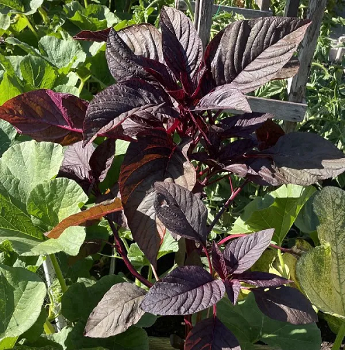 black vegetables 16