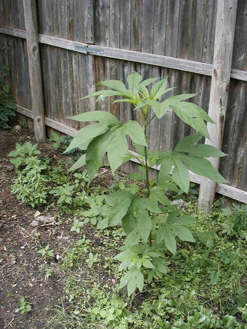 Weeds That Look Like Squash Plant7