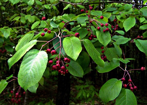 Serviceberries 4