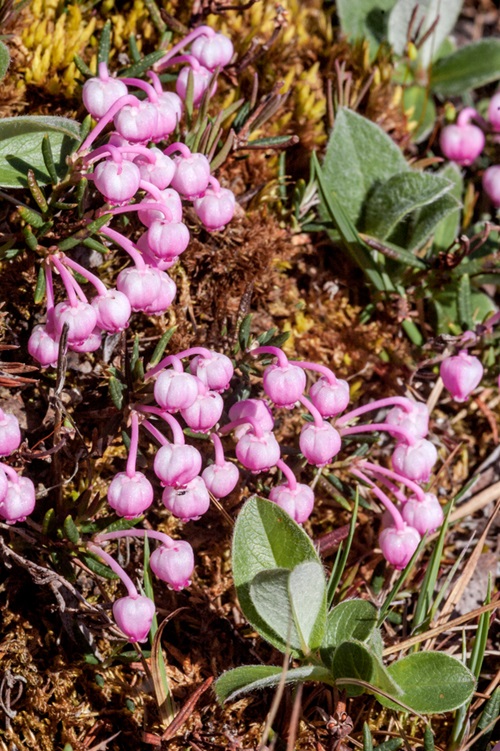 Andromeda polifolia 7