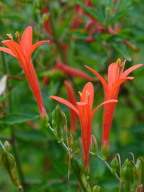 Orange Wildflowers 29