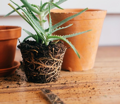 Houseplant Myths 11