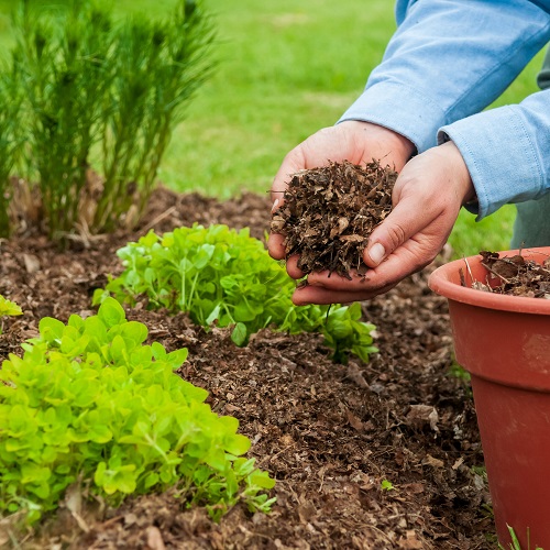 Apply a Layer of Mulch 1