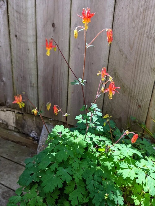 Best Orange Wildflowers 39