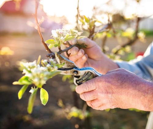 Avoid Pruning 10