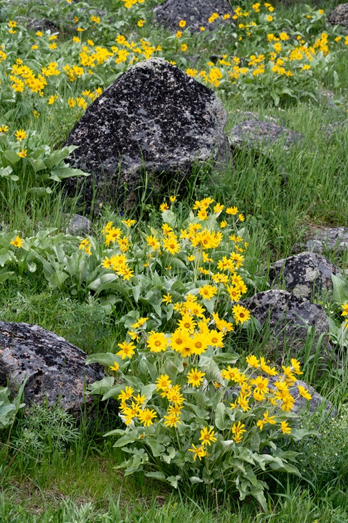 Yellow Wildflowers 3