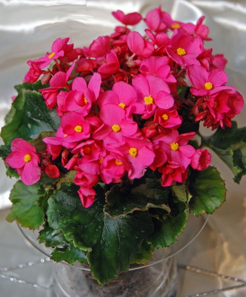 Christmas Begonia 9