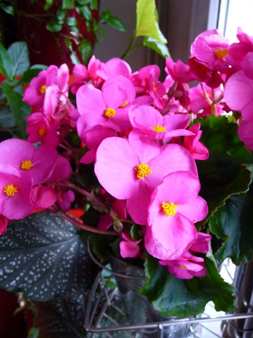 Christmas Begonia 3