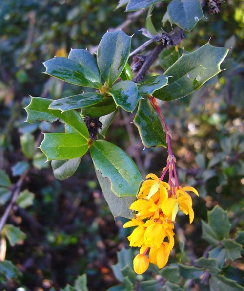  Prickly Leaves plant 16