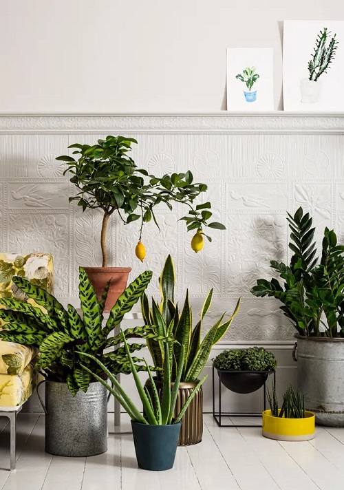 Houseplant Myths 1