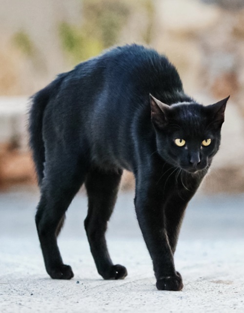 What Does It Mean When You See a Black Cat 3