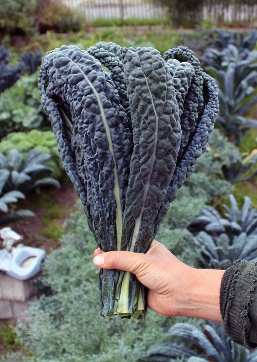 Black Vegetables 13