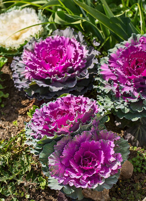 Purple Kale With Purple Flowers 9