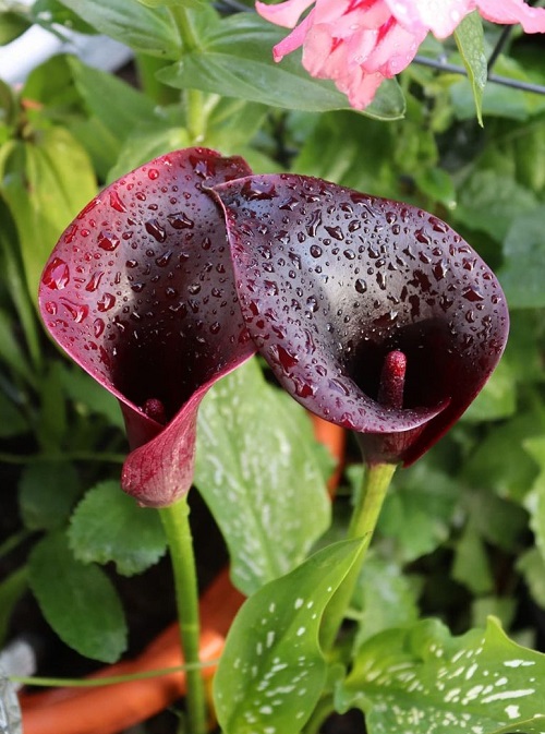 Burgundy Flowers 1