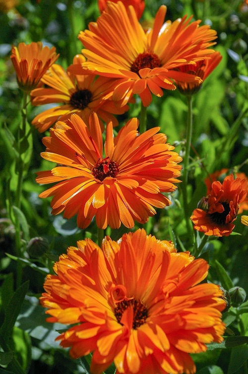 Orange Wildflowers 5