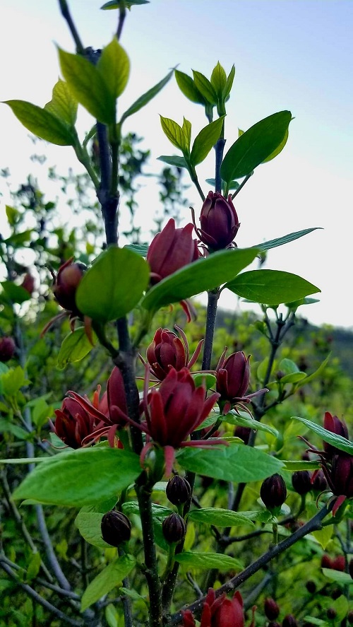 Burgundy Flowers 9