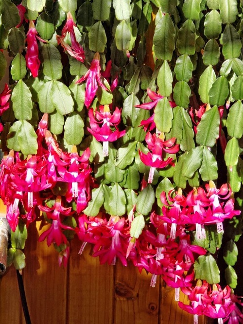 Christmas Cactus 1