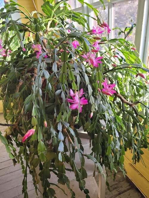 Christmas Cactus care