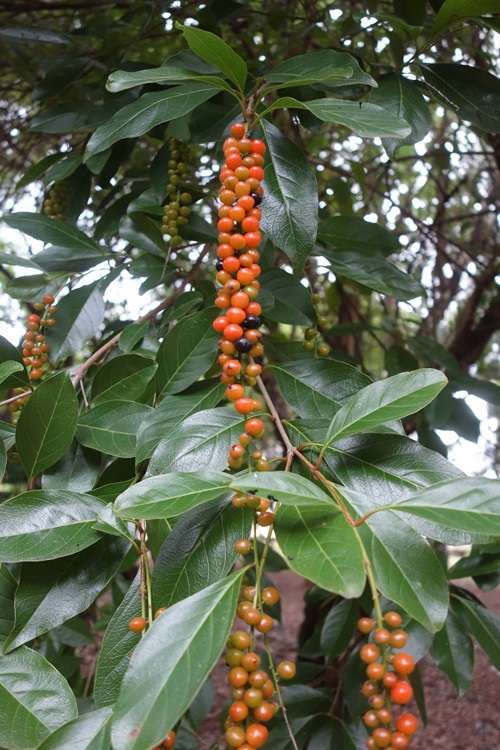 Tropical Evergreen Shrubs of the Verbena Family 13